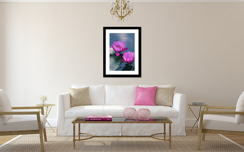 Purple Waterlily Duo Fine Art Photography - april bern art & photography