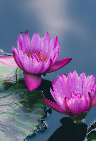 Purple Waterlily Duo Fine Art Photography - april bern art & photography