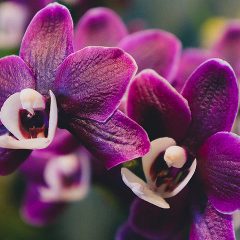 Orchid Fine Art Photography