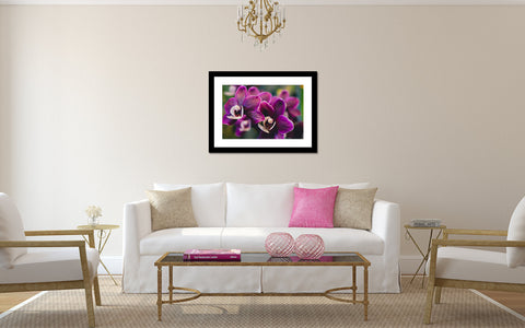 Orchid Fine Art Photography - april bern art & photography