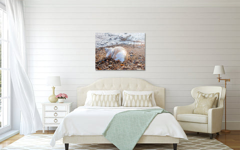 Seashell Art Print - Beach Home Decor - april bern art & photography