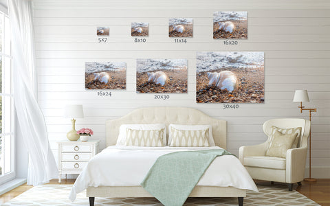 Seashell Art Print - Beach Home Decor - april bern art & photography