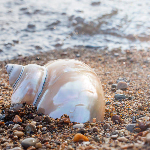 Seashell Art Print - Beach Home Decor - april bern art & photography