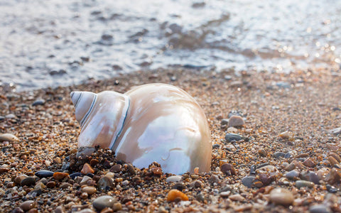 Seashell Art Print - Beach Home Decor - april bern art & photography