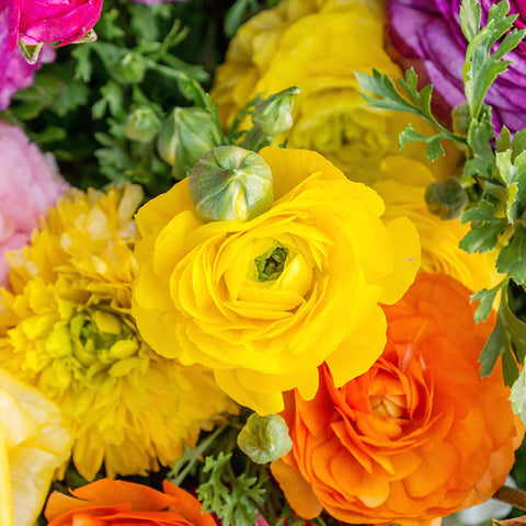 Ranunculus Gallery Wrapped Canvas, Floral Modern Home Decor - april bern art & photography