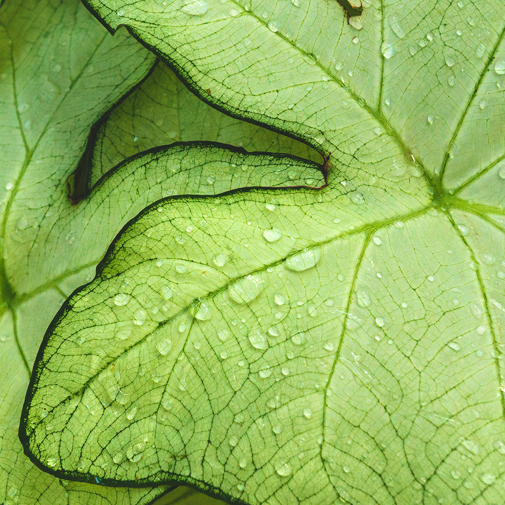 Tropical Green Leaf Botanical Art - april bern art & photography
