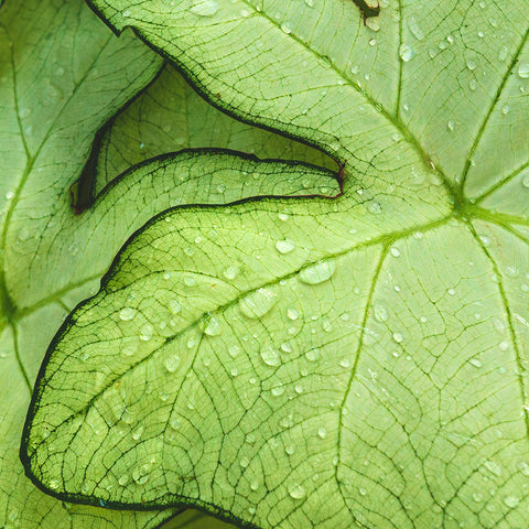 Tropical Green Leaf Botanical Art
