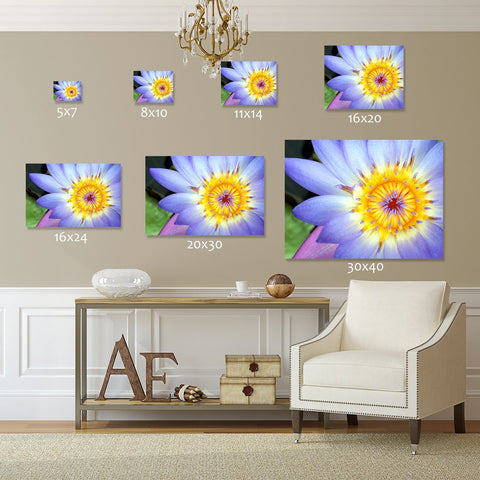 Purple Water Lily Fine Art Print - april bern photography