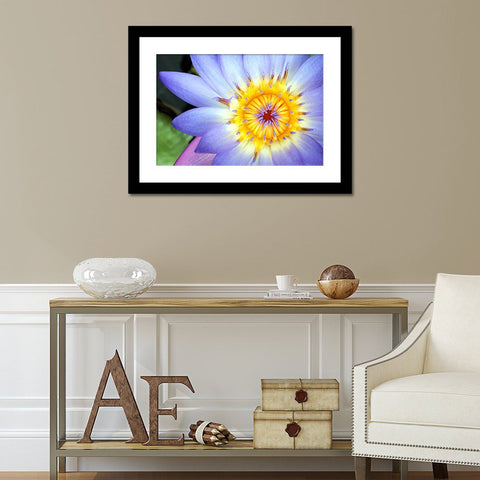 Purple Water Lily Fine Art Print - april bern photography