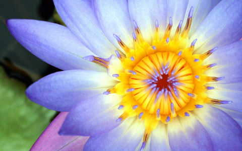 Purple Water Lily Fine Art Print - april bern photography
