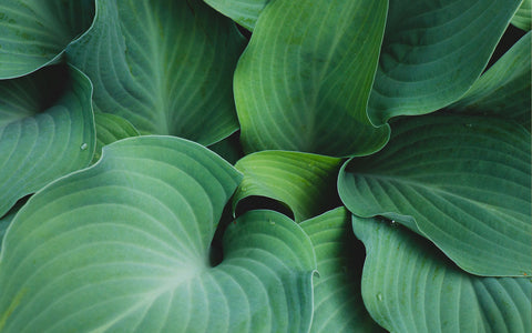 Hosta Leaves Fine Art Print, Green Wall Art, Hosta Photograph - april bern art & photography