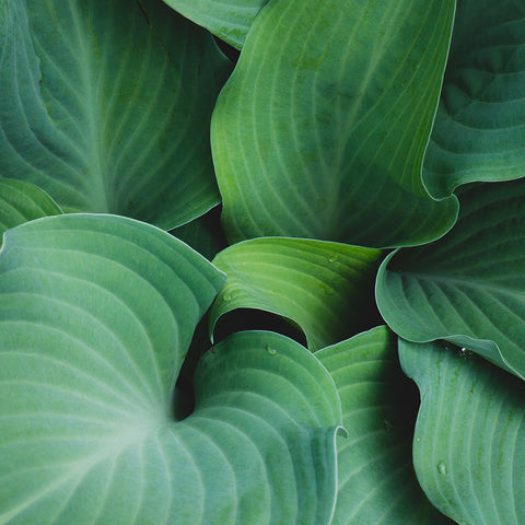 Hosta Leaves Fine Art Print, Green Wall Art, Hosta Photograph - april bern art & photography
