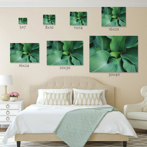 Hosta Leaves Fine Art Print, Green Wall Art, Hosta Photograph - april bern art & photography