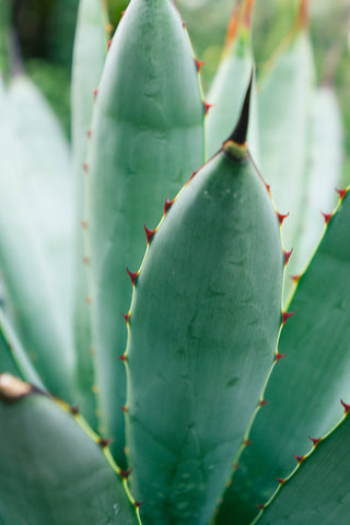 Ready to Hang Agave Gallery Wrapped Canvas- Set of 3 - april bern art & photography