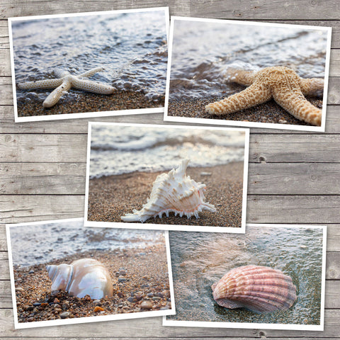 Assorted Seashell Cards-Set of 5 Photo Notecard, Blank Greeting Cards