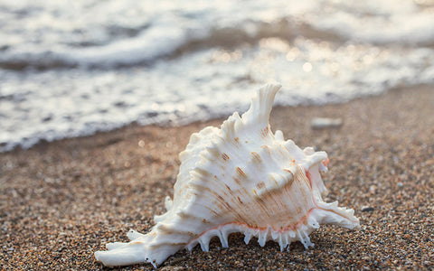 Seashell Gallery Wrapped Canvas - Ready to Hang Canvas Art - april bern art & photography