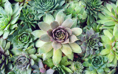 Succulent Garden -  Set of 4 Succulent Art Prints - april bern art & photography