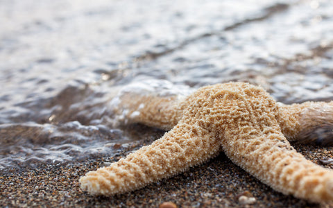 Starfish Photo Note Card - Blank Seashell Card - april bern art & photography