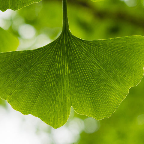 Ginkgo Tree Photograph, Ginkgo Leaf Photo - april bern art & photography