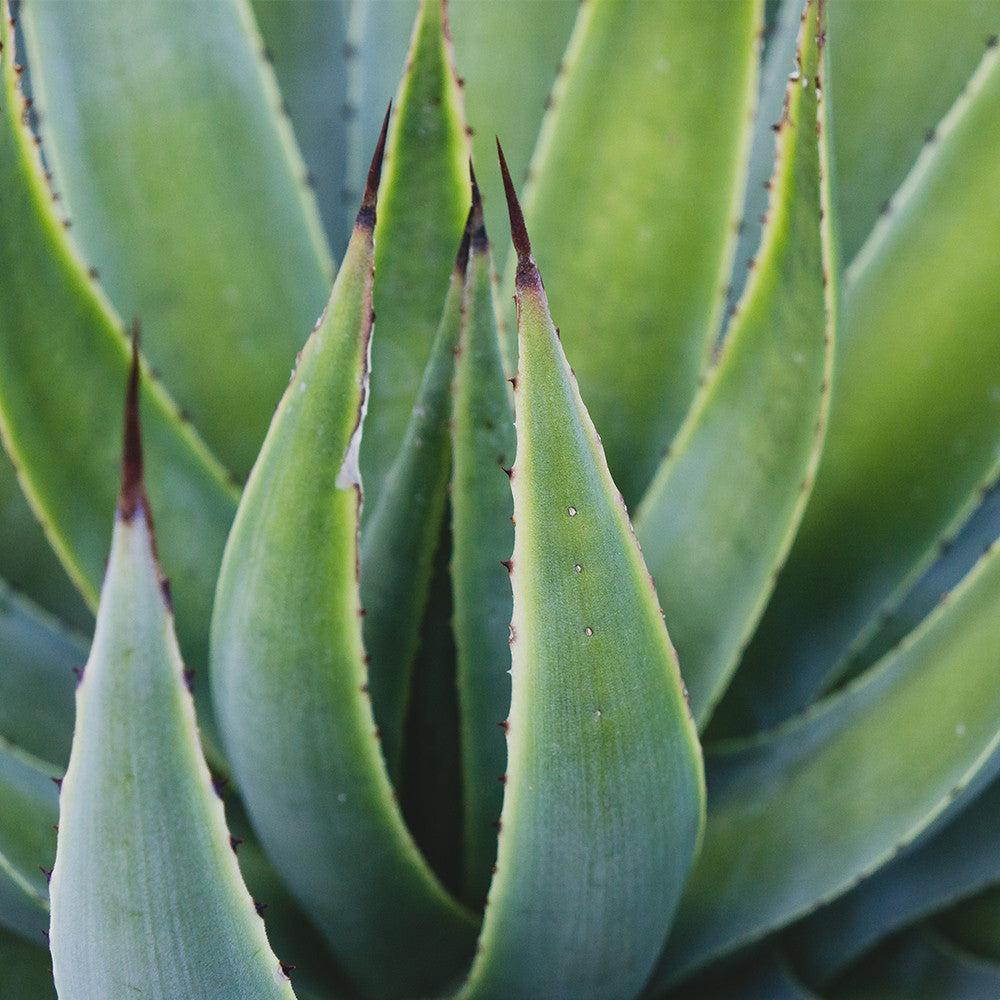 Agave Photo - Desert Art Print - april bern art & photography
