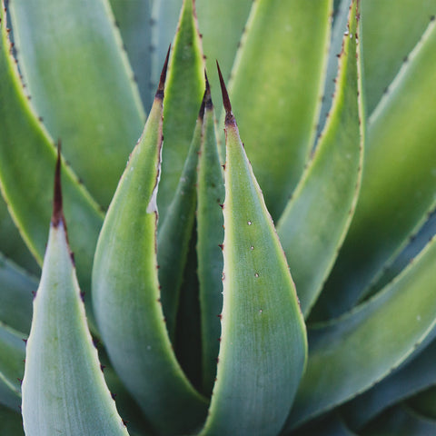 Agave Photo - Desert Art Print