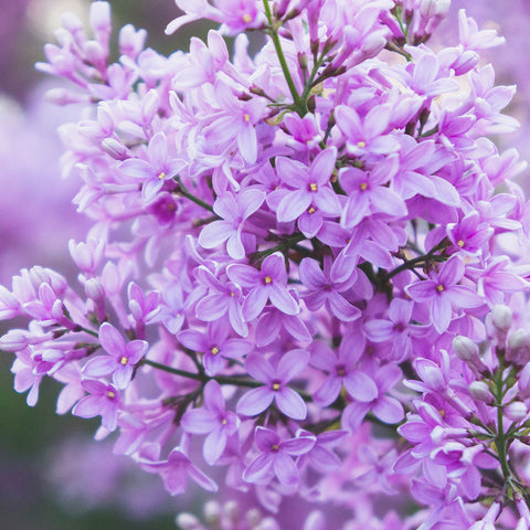 Lilac Fine Art Print - april bern art & photography