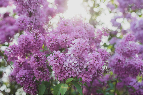 Instant Download - Spring Lilac Printable Art - april bern art & photography