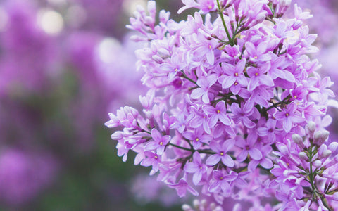 Lilac Fine Art Print - april bern art & photography