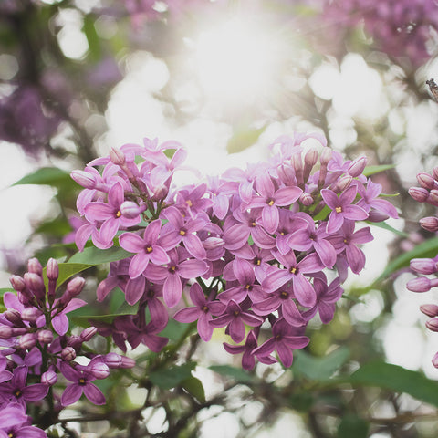 Lilac Heart Fine Art Print - april bern art & photography