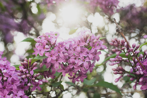 Lilac Printable Wall Art - Instant Download - april bern photography
