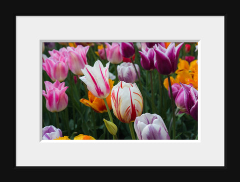 Tulips Photography, Pink Tulip Art - april bern art & photography