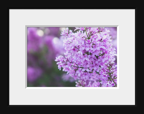 Lilac Fine Art Print - april bern art & photography