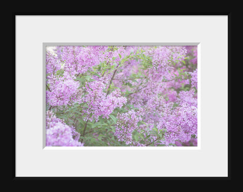Dreamy Lilac Fine Art Photography - april bern art & photography