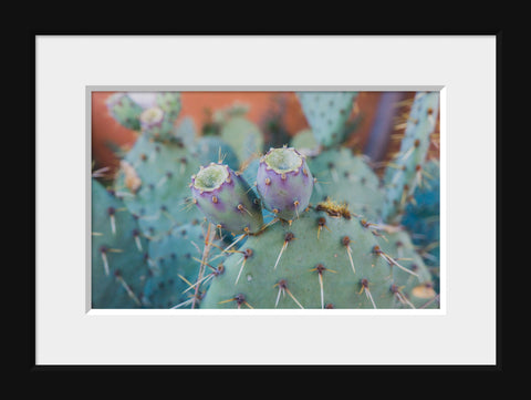 Santa Fe Prickly Pear Cactus - Southwest Desert Photo - april bern art & photography