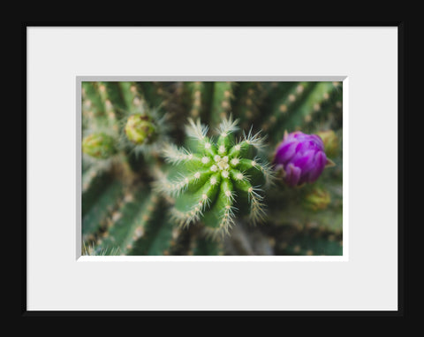 Flowering Cactus Fine Art Photograph, Southwest Home Decor - april bern art & photography