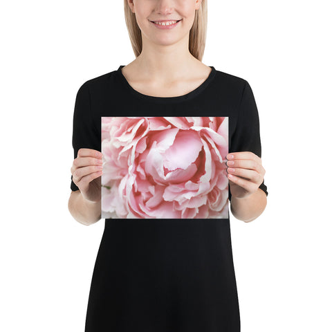 Pink Peony Poster