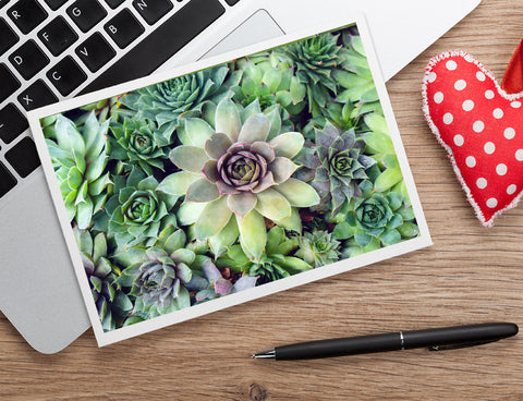 Succulent Card, Any Occasion Card - april bern art & photography