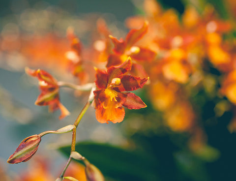 Orange Orchid Photo Notecard, Blank Floral Greeting Card - april bern art & photography