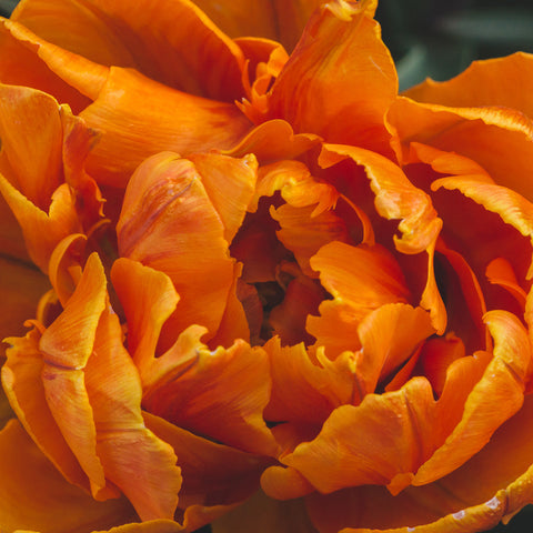 Luscious Tulip Art Print - Spring Wall Art - april bern art & photography