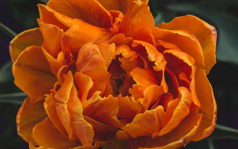 Luscious Tulip Art Print - Spring Wall Art - april bern art & photography