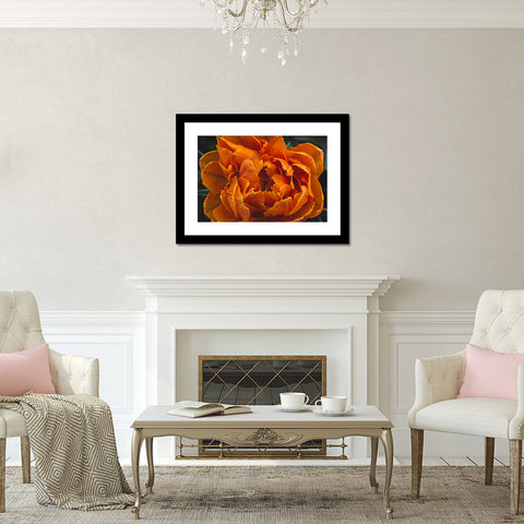 Luscious Tulip Art Print - Spring Wall Art - april bern art & photography