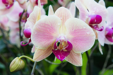 Assorted Orchid Notecards-Set of 5 Any Occasion Orchid Greeting Cards - april bern art & photography