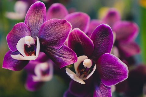 Assorted Orchid Notecards-Set of 5 Any Occasion Orchid Greeting Cards - april bern art & photography