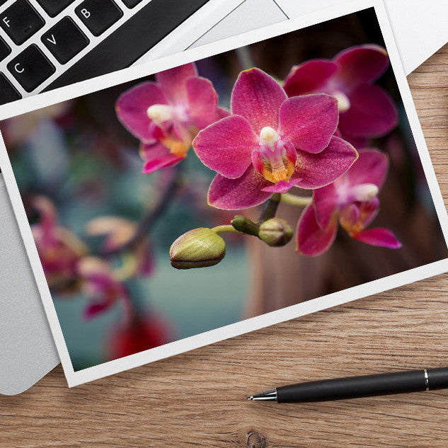 Orchid Photo Notecard, Blank Floral Greeting Card - april bern art & photography