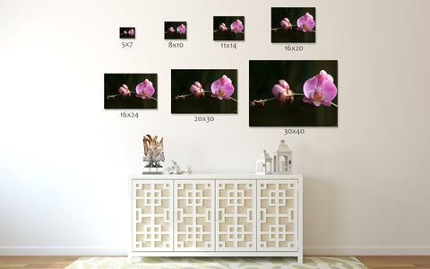 Orchid Branch Fine Art Photography - april bern art & photography