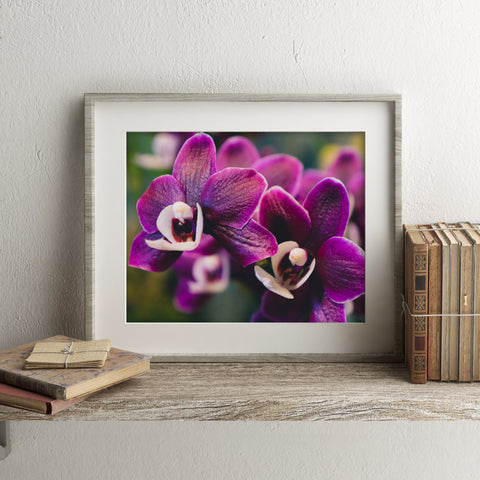 Orchid Fine Art Photography - april bern art & photography