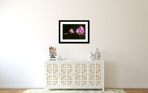 Orchid Branch Fine Art Photography - april bern art & photography