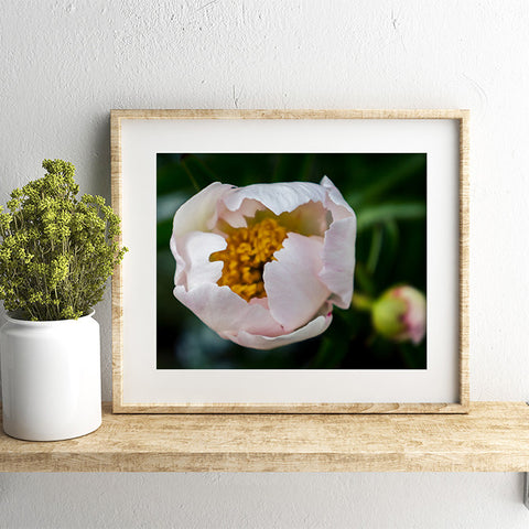 Peony Art Print - april bern art & photography