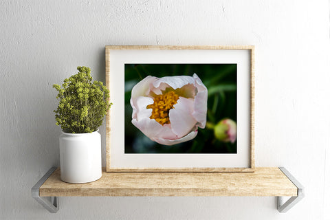 Peony Art Print - april bern art & photography