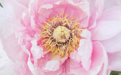 Pink Peony Photo Notecard - Blank Greeting Card - april bern art & photography